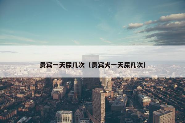 贵宾一天尿几次（贵宾犬一天尿几次）