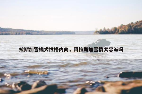 拉斯加雪橇犬性格内向，阿拉斯加雪橇犬忠诚吗
