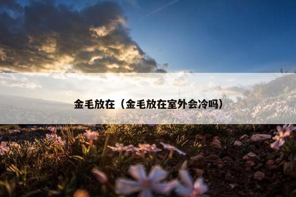 金毛放在（金毛放在室外会冷吗）