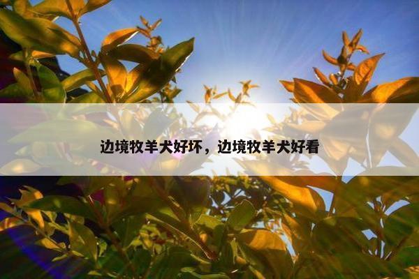 边境牧羊犬好坏，边境牧羊犬好看