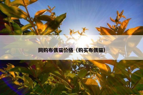 网购布偶猫价格（购买布偶猫）