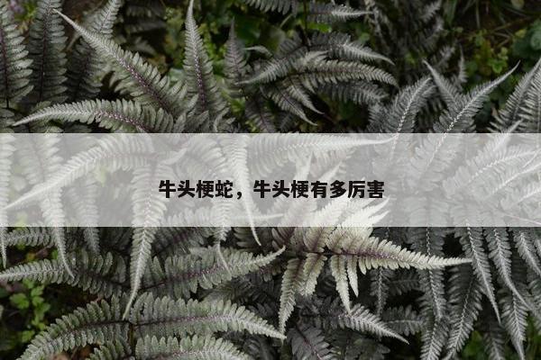 牛头梗蛇，牛头梗有多厉害