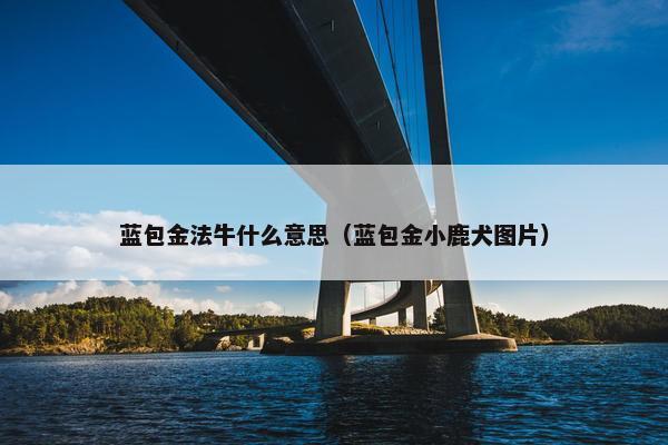 蓝包金法牛什么意思（蓝包金小鹿犬图片）