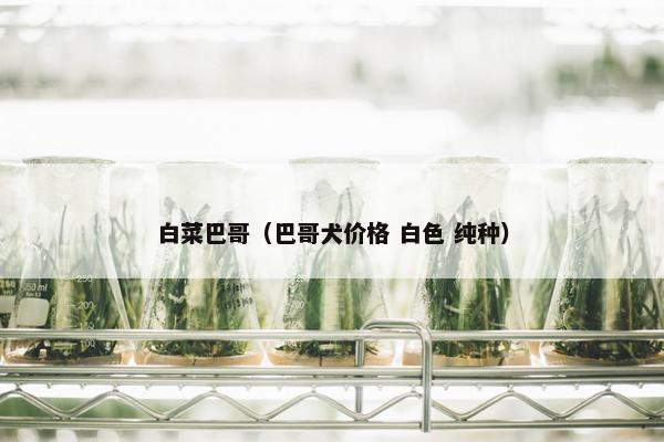 白菜巴哥（巴哥犬价格 白色 纯种）