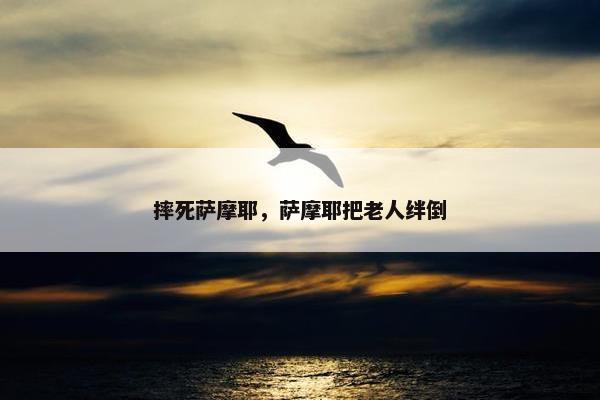 摔死萨摩耶，萨摩耶把老人绊倒