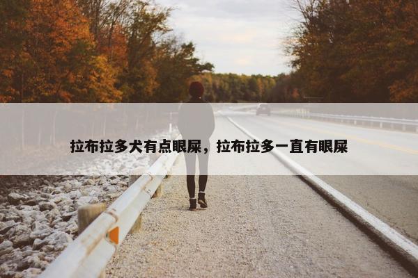 拉布拉多犬有点眼屎，拉布拉多一直有眼屎