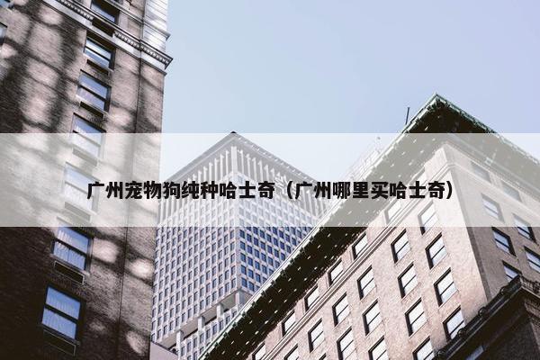 广州宠物狗纯种哈士奇（广州哪里买哈士奇）