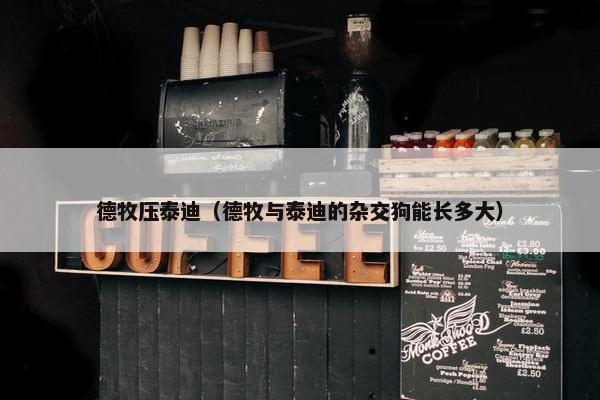德牧压泰迪（德牧与泰迪的杂交狗能长多大）