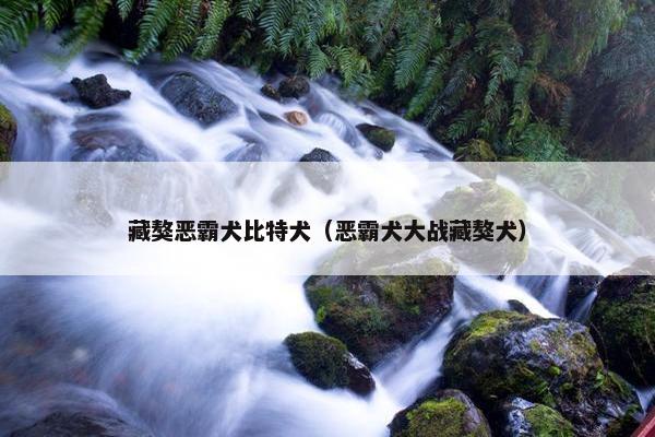 藏獒恶霸犬比特犬（恶霸犬大战藏獒犬）