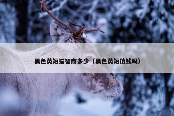 黑色英短猫智商多少（黑色英短值钱吗）