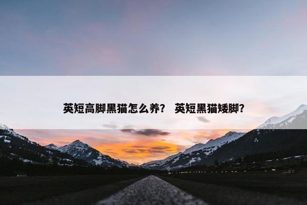 英短高脚黑猫怎么养？ 英短黑猫矮脚？