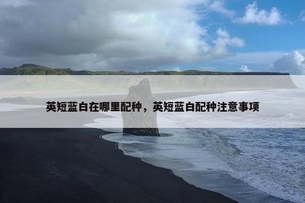 英短蓝白在哪里配种，英短蓝白配种注意事项