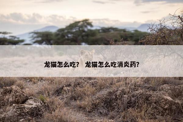 龙猫怎么吃？ 龙猫怎么吃消炎药？