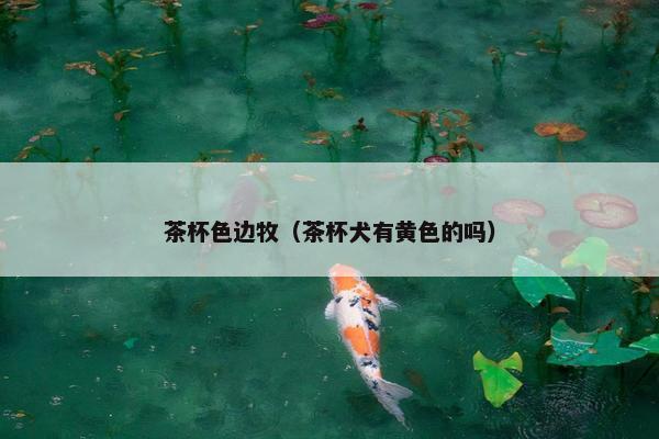 茶杯色边牧（茶杯犬有黄色的吗）