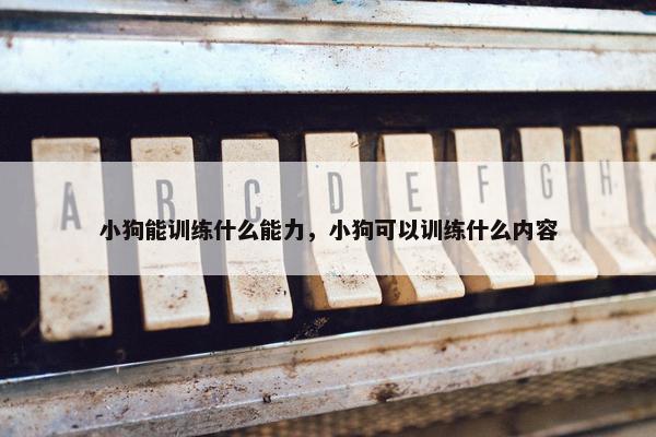 小狗能训练什么能力，小狗可以训练什么内容