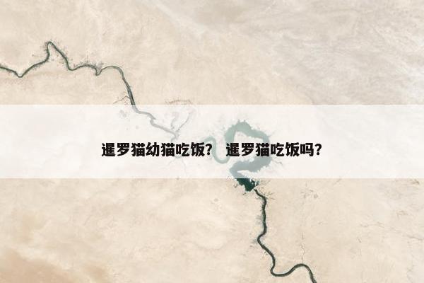 暹罗猫幼猫吃饭？ 暹罗猫吃饭吗？