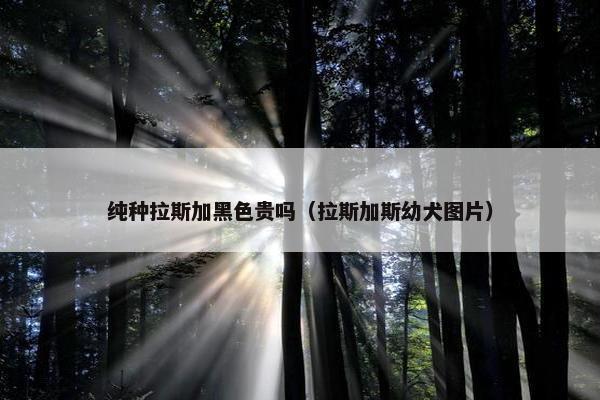 纯种拉斯加黑色贵吗（拉斯加斯幼犬图片）