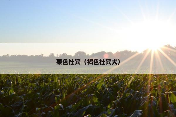 栗色杜宾（褐色杜宾犬）