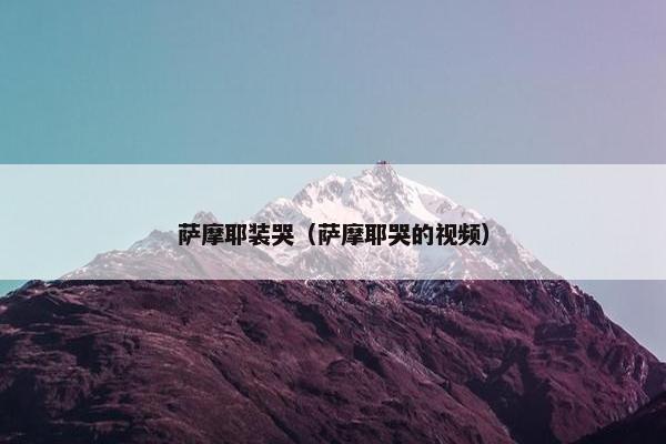 萨摩耶装哭（萨摩耶哭的视频）