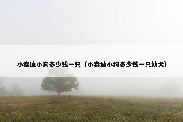 小泰迪小狗多少钱一只（小泰迪小狗多少钱一只幼犬）