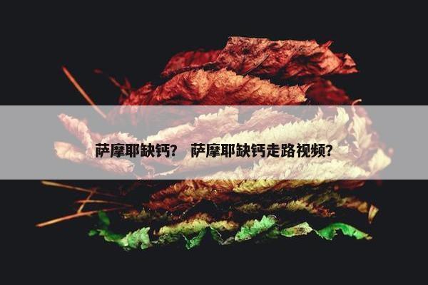 萨摩耶缺钙？ 萨摩耶缺钙走路视频？