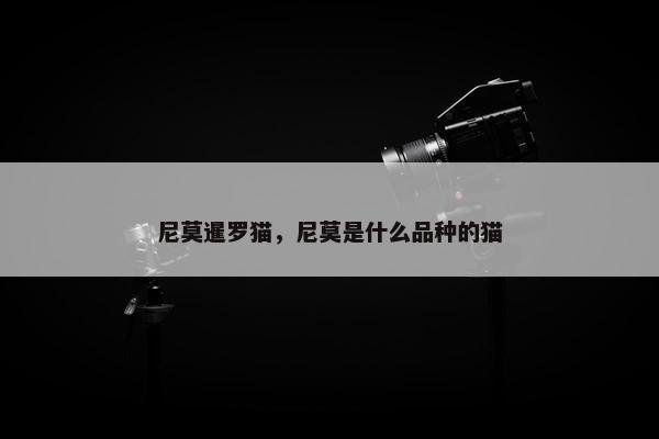 尼莫暹罗猫，尼莫是什么品种的猫
