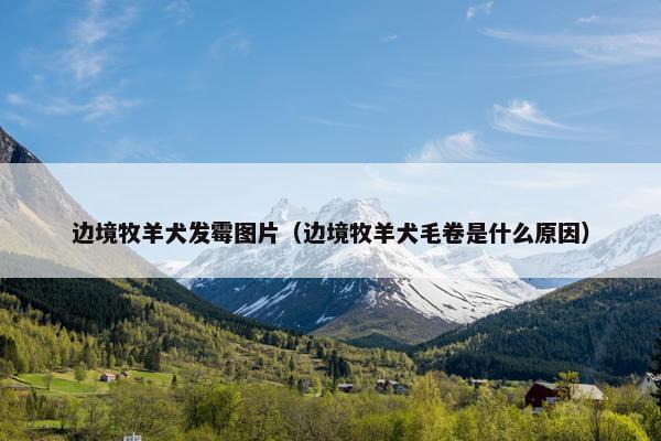 边境牧羊犬发霉图片（边境牧羊犬毛卷是什么原因）