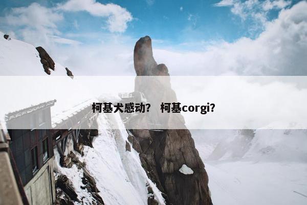 柯基犬感动？ 柯基corgi？