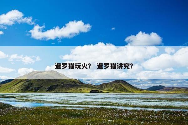 暹罗猫玩火？ 暹罗猫讲究？