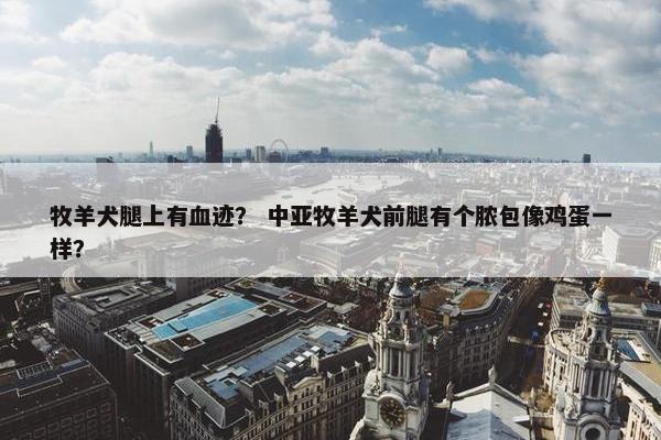 牧羊犬腿上有血迹？ 中亚牧羊犬前腿有个脓包像鸡蛋一样？