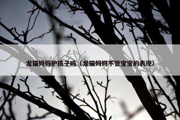 龙猫妈妈护孩子吗（龙猫妈妈不管宝宝的表现）