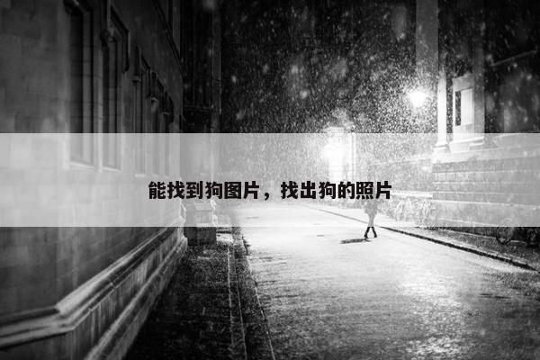 能找到狗图片，找出狗的照片