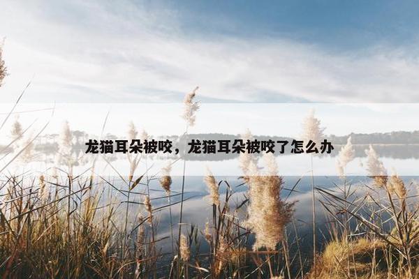 龙猫耳朵被咬，龙猫耳朵被咬了怎么办