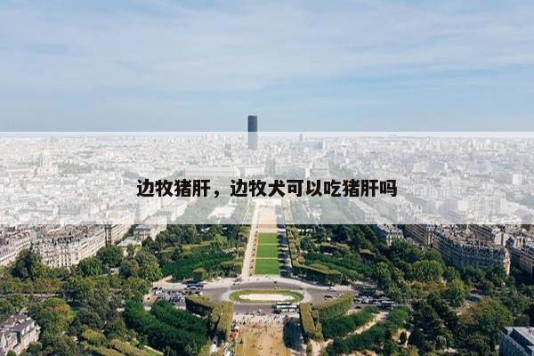 边牧猪肝，边牧犬可以吃猪肝吗