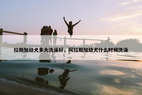 拉斯加幼犬多大洗澡好，阿拉斯加幼犬什么时候洗澡
