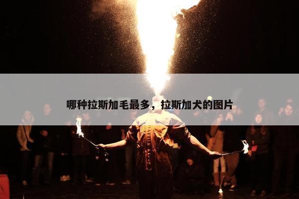 哪种拉斯加毛最多，拉斯加犬的图片
