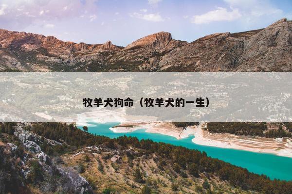 牧羊犬狗命（牧羊犬的一生）