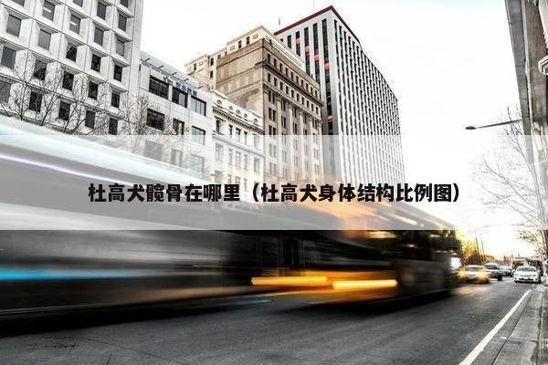 杜高犬髋骨在哪里（杜高犬身体结构比例图）