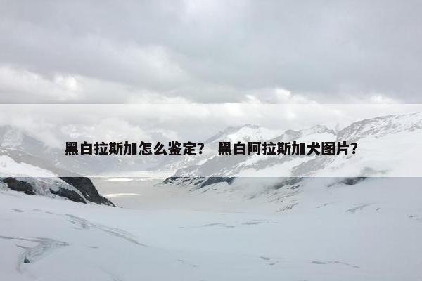 黑白拉斯加怎么鉴定？ 黑白阿拉斯加犬图片？