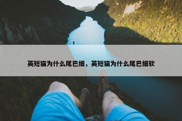 英短猫为什么尾巴细，英短猫为什么尾巴细软