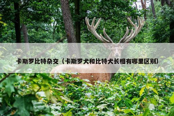 卡斯罗比特杂交（卡斯罗犬和比特犬长相有哪里区别）
