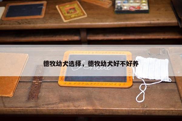 德牧幼犬选择，德牧幼犬好不好养