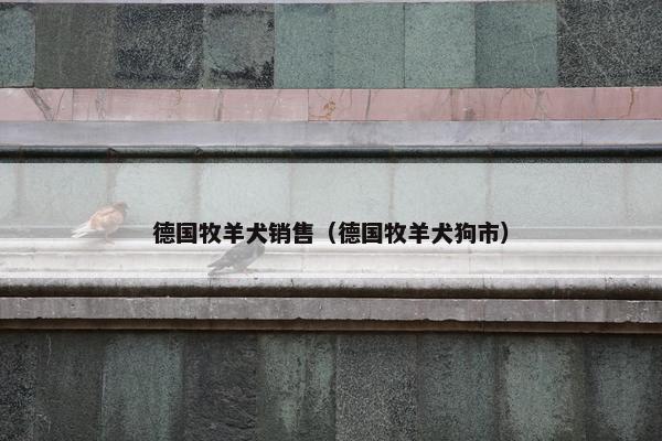 德国牧羊犬销售（德国牧羊犬狗市）