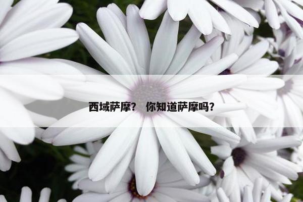 西域萨摩？ 你知道萨摩吗？