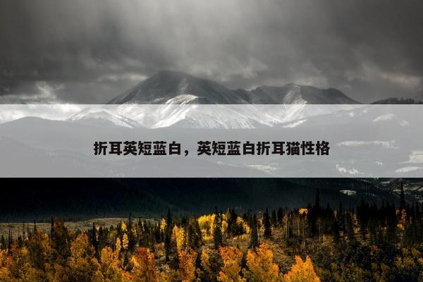 折耳英短蓝白，英短蓝白折耳猫性格