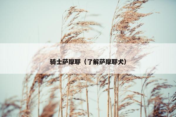 骑士萨摩耶（了解萨摩耶犬）