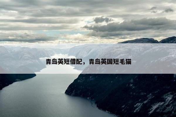 青岛英短借配，青岛英国短毛猫
