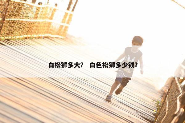 白松狮多大？ 白色松狮多少钱？
