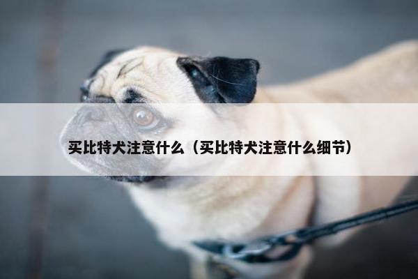 买比特犬注意什么（买比特犬注意什么细节）