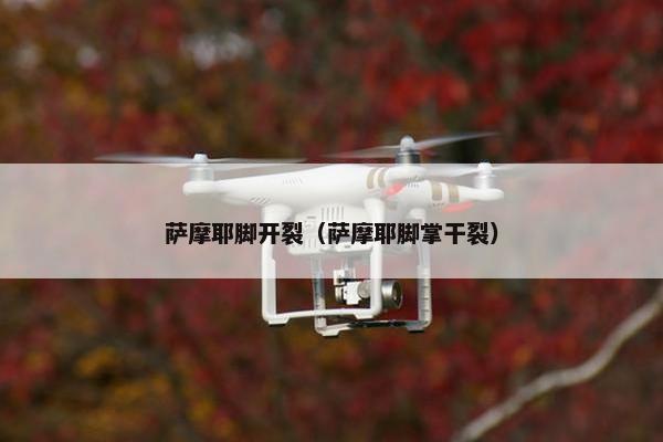 萨摩耶脚开裂（萨摩耶脚掌干裂）